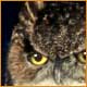 Great Horned Owl
