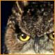 Great Horned Owl